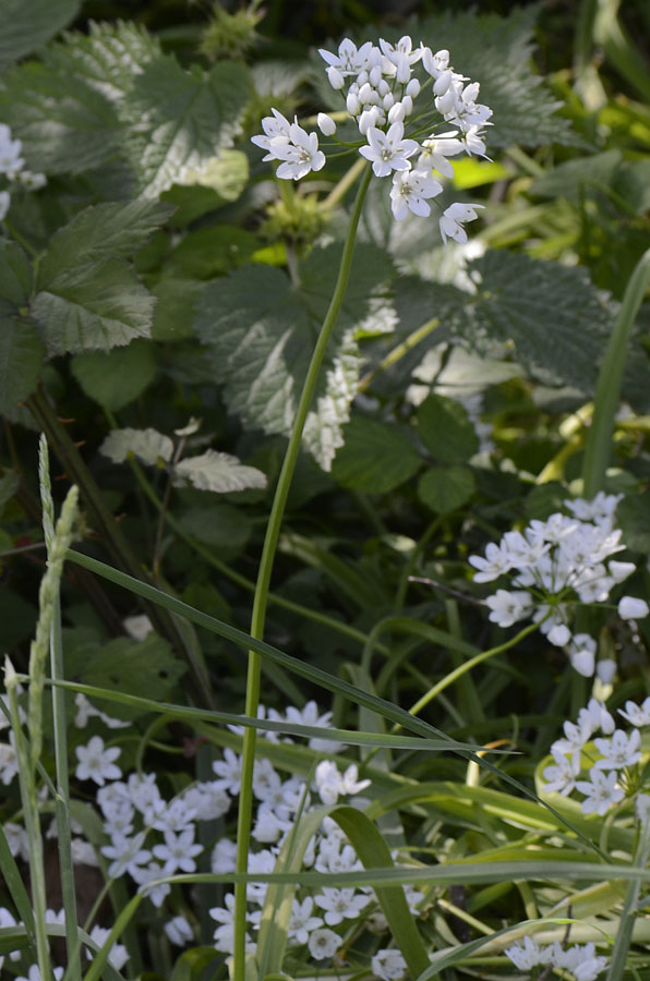 Allium neapolitanum